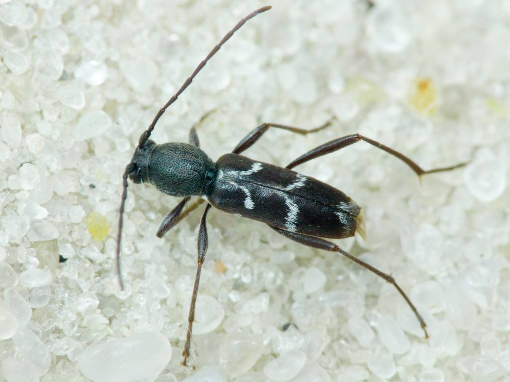 Chlorophorus sartor (O.F. Müller, 1766)